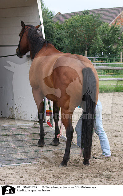 Quarter Horse wird verladen / loading a quarter horse / BM-01787