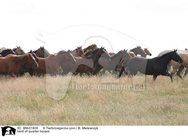 Quarter Horse Herde / herd of quarter horses / BM-01800