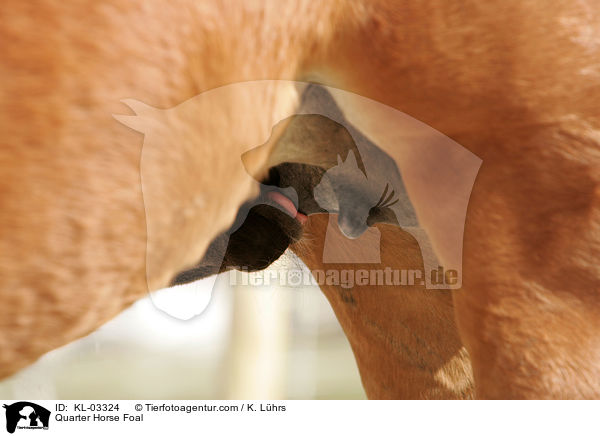 Quarter Horse Fohlen / Quarter Horse Foal / KL-03324