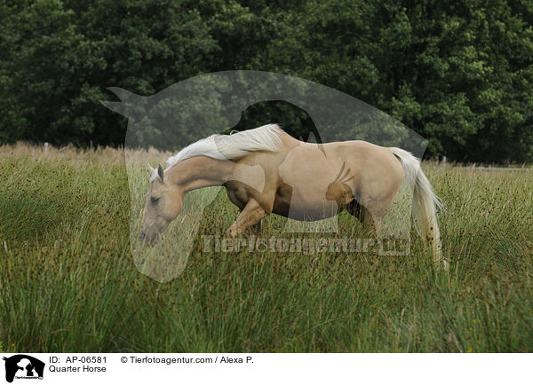 Quarter Horse / AP-06581