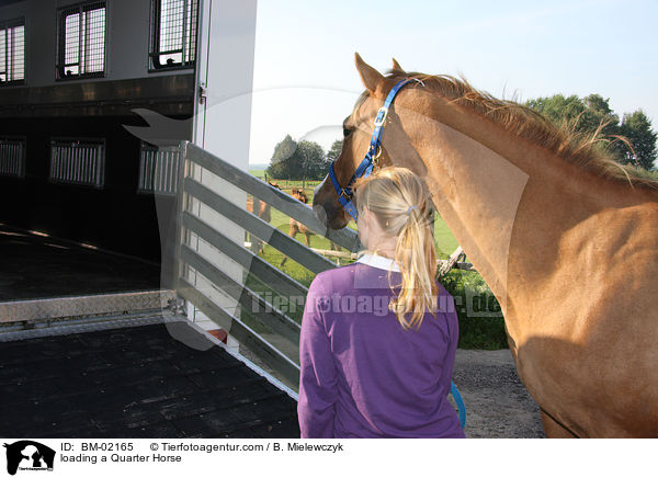 Quarter Horse beim Verlading / loading a Quarter Horse / BM-02165