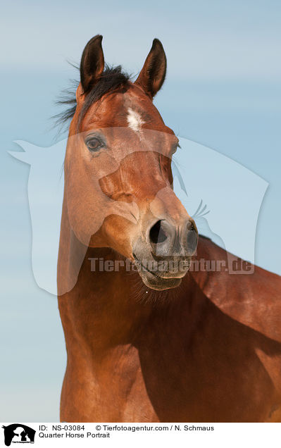 Quarter Horse Portrait / NS-03084
