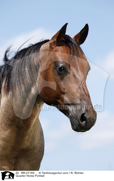 Quarter Horse Portrait / RR-37169