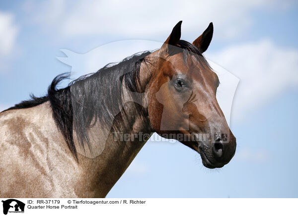 Quarter Horse Portrait / RR-37179
