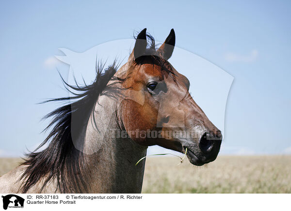 Quarter Horse Portrait / RR-37183