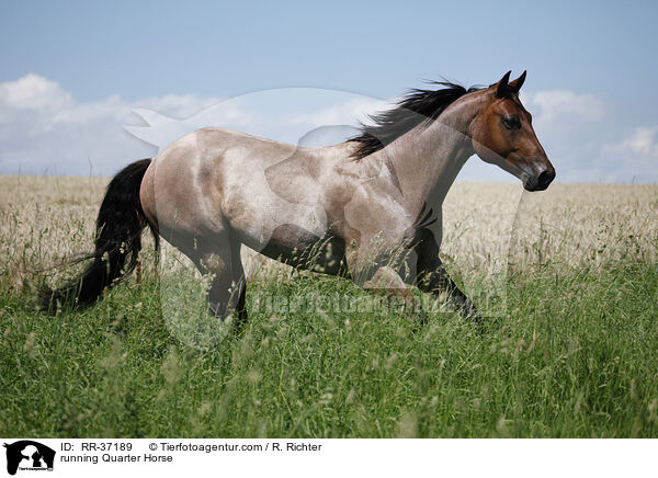 running Quarter Horse / RR-37189