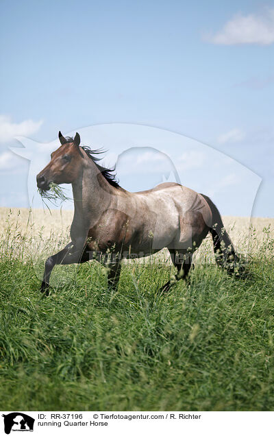 running Quarter Horse / RR-37196