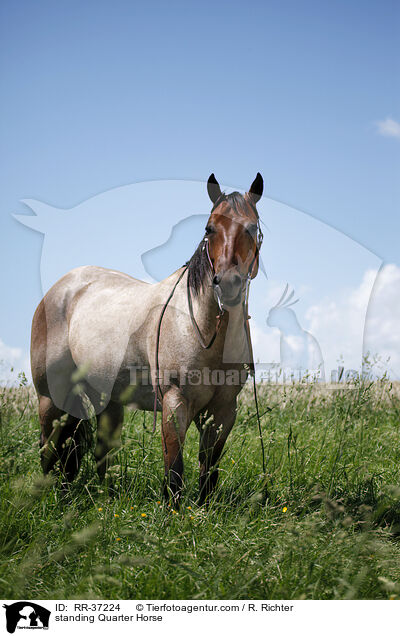 stehendes Quarter Horse / standing Quarter Horse / RR-37224