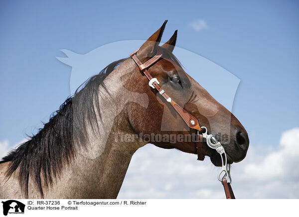 Quarter Horse Portrait / Quarter Horse Portrait / RR-37236