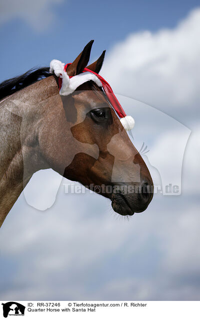 Quarter Horse mit Weihnachtsmannmtze / Quarter Horse with Santa Hat / RR-37246