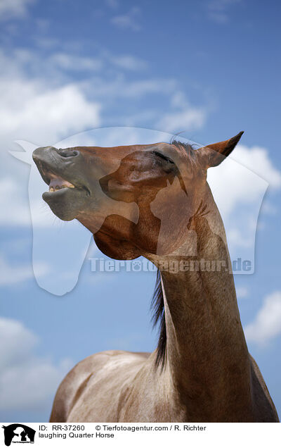 laughing Quarter Horse / RR-37260