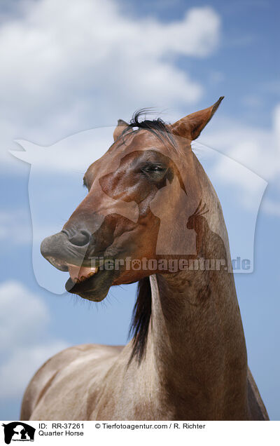 Quarter Horse / RR-37261