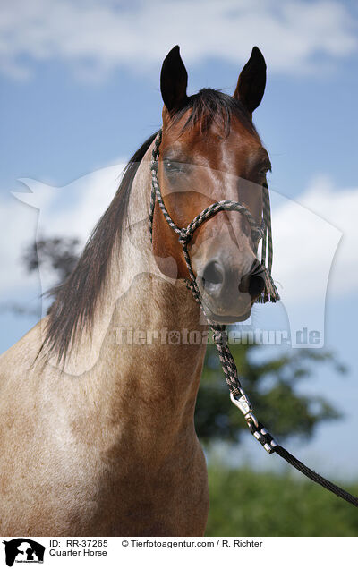 Quarter Horse / Quarter Horse / RR-37265