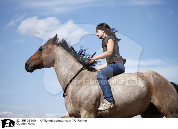 Quarter Horse / Quarter Horse / RR-38100