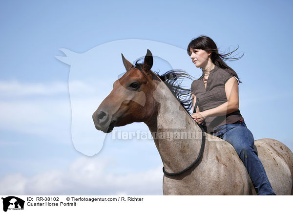Quarter Horse Portrait / RR-38102