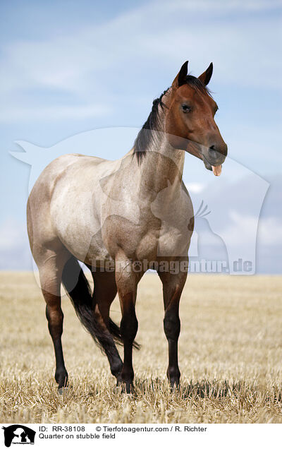 Quarter on stubble field / RR-38108