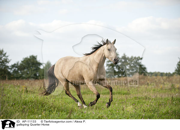 galloping Quarter Horse / AP-11133