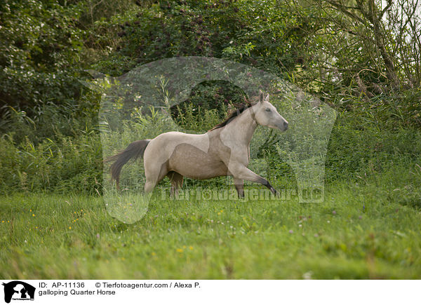 galloping Quarter Horse / AP-11136