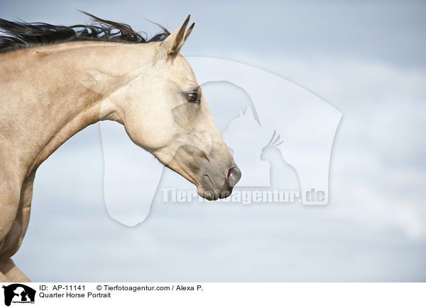 Quarter Horse Portrait / AP-11141