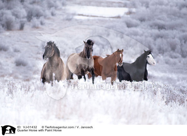 Quarter Horse with Paint Horse / VJ-01432