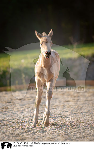 Quarter Horse foal / VJ-01450