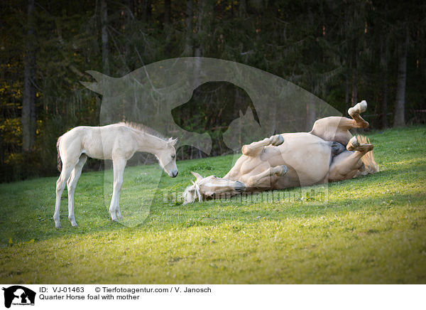 Quarter Horse foal with mother / VJ-01463