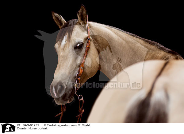 Quarter Horse portrait / SAS-01232