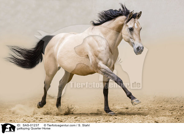 galloping Quarter Horse / SAS-01237