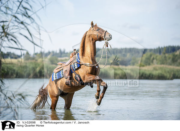 steigendes Quarter Horse / rising Quarter Horse / VJ-02698