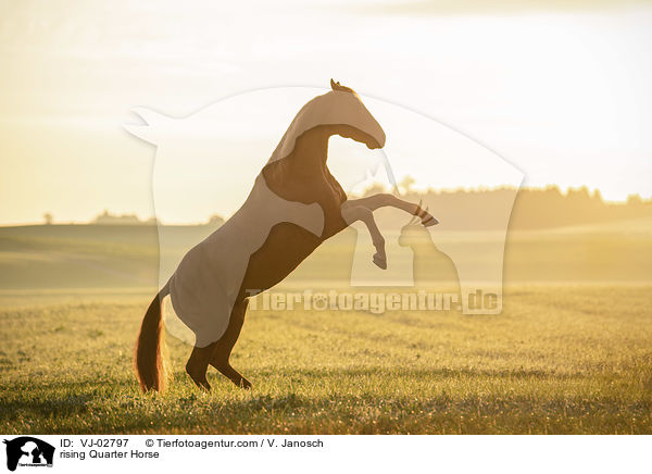 steigendes Quarter Horse / rising Quarter Horse / VJ-02797