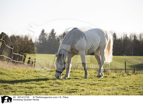 browsing Quarter Horse / KFI-01725