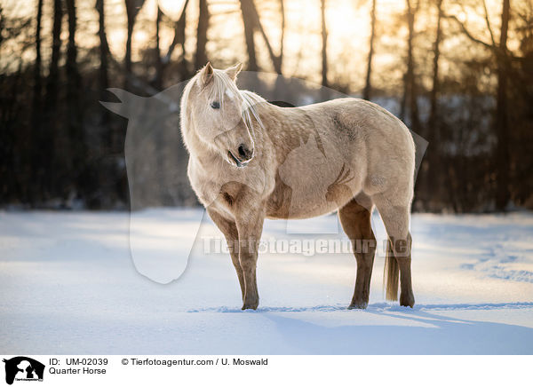 Quarter Horse / Quarter Horse / UM-02039