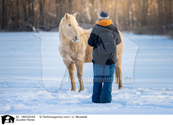 Quarter Horse / Quarter Horse / UM-02049