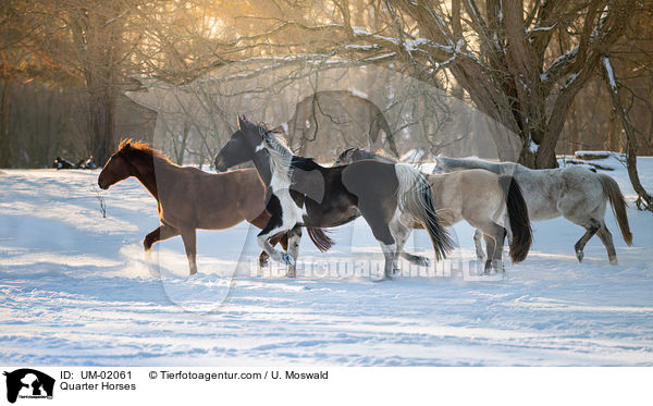 Quarter Horses / UM-02061