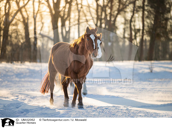 Quarter Horses / Quarter Horses / UM-02062