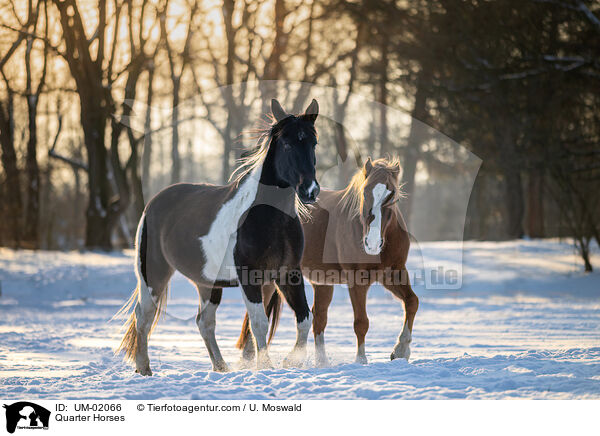 Quarter Horses / UM-02066