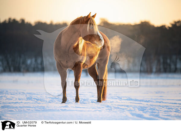 Quarter Horse / Quarter Horse / UM-02079