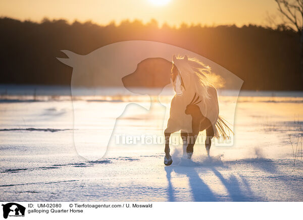 galoppierendes Quarter Horse / galloping Quarter Horse / UM-02080