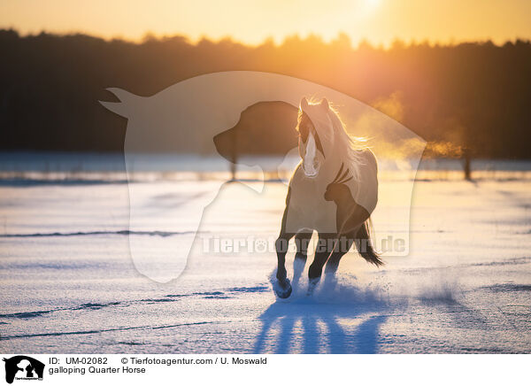 galoppierendes Quarter Horse / galloping Quarter Horse / UM-02082