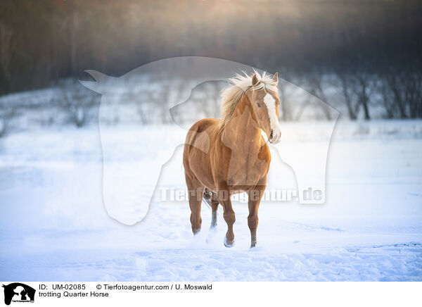 trabendes Quarter Horse / trotting Quarter Horse / UM-02085