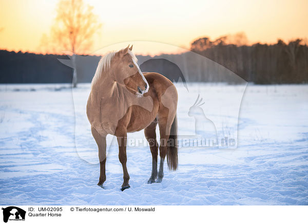Quarter Horse / Quarter Horse / UM-02095