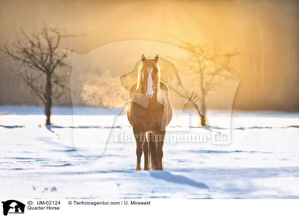 Quarter Horse / Quarter Horse / UM-02124