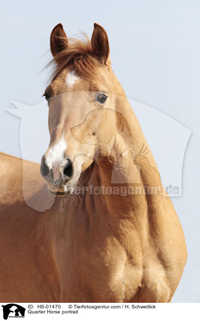 Quarter Horse Portrait / Quarter Horse portrait / HS-01470