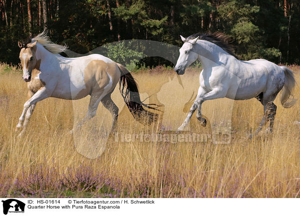 Quarter Horse mit Pura Raza Espanola / Quarter Horse with Pura Raza Espanola / HS-01614