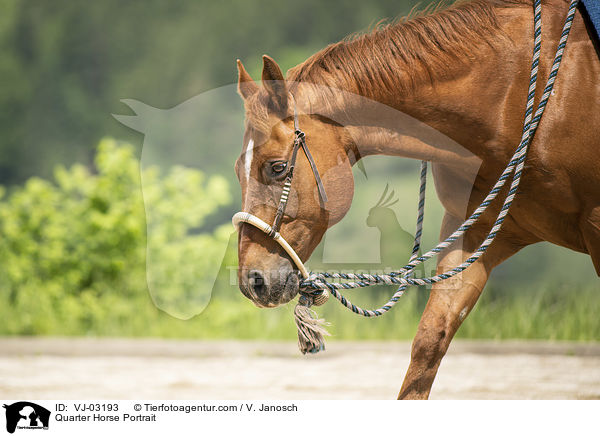 Quarter Horse Portrait / Quarter Horse Portrait / VJ-03193