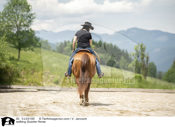 laufendes Quarter Horse / walking Quarter Horse / VJ-03195