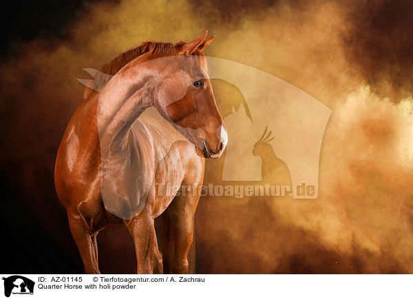 Quarter Horse with holi powder / AZ-01145