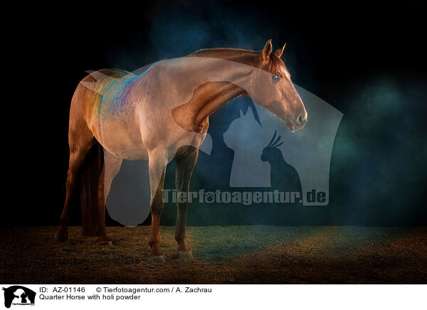Quarter Horse with holi powder / AZ-01146