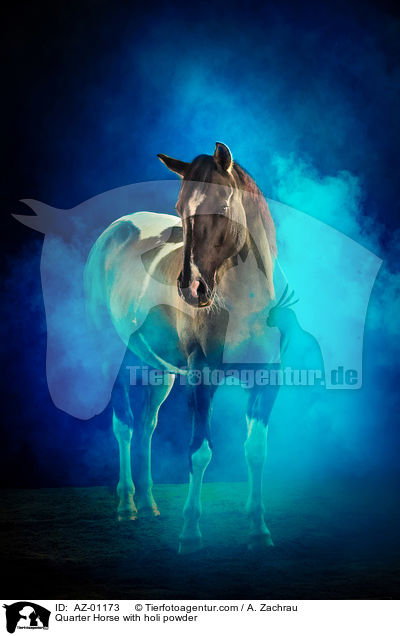 Quarter Horse with holi powder / AZ-01173