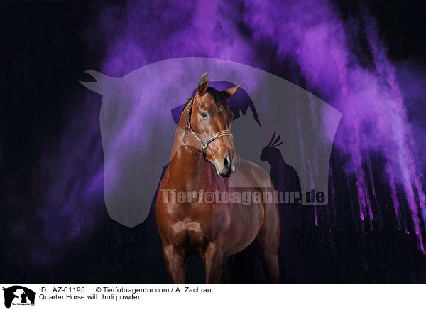 Quarter Horse with holi powder / AZ-01195